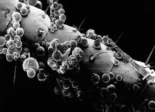 Mikrokapsułki na czułku karalucha - 20 mikronów