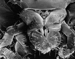 Mikrokapsułki na otworze gębowym karalucha